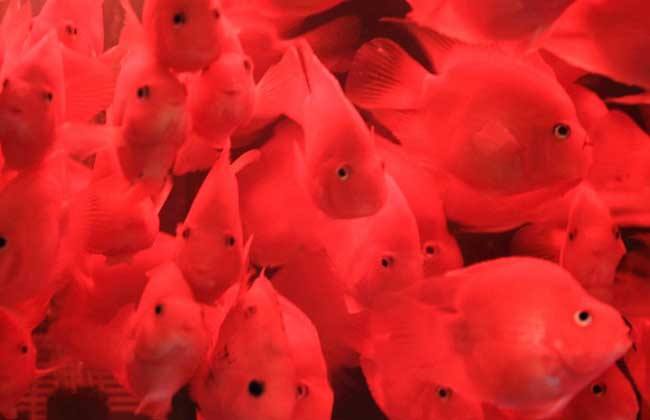 鹦鹉鱼有黑斑是怎么回事,鹦鹉鱼长黑斑是什么原因