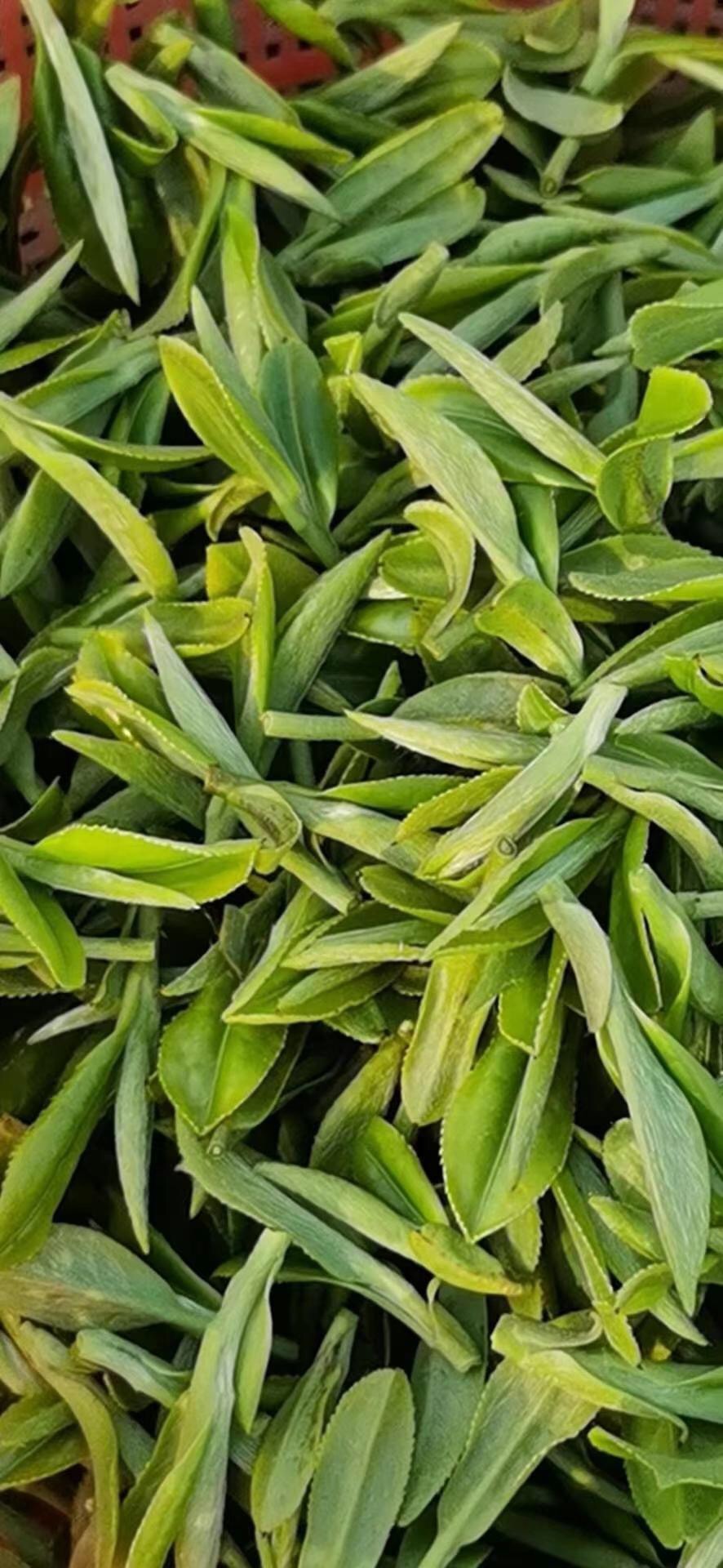 毛尖云雾绿茶哪款好喝,你们喝过最好喝的茶