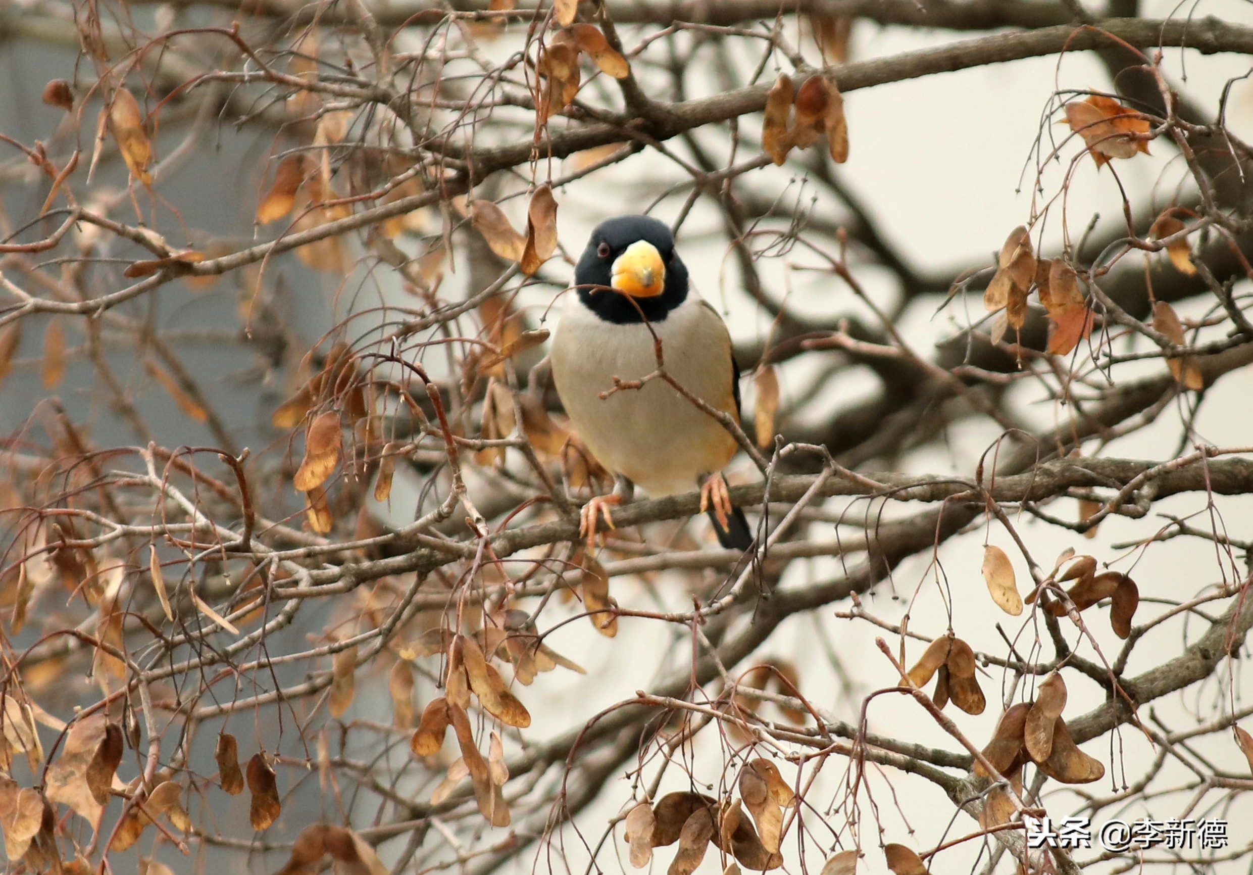 安徽铜嘴鸟,合肥拍鸟视频大全