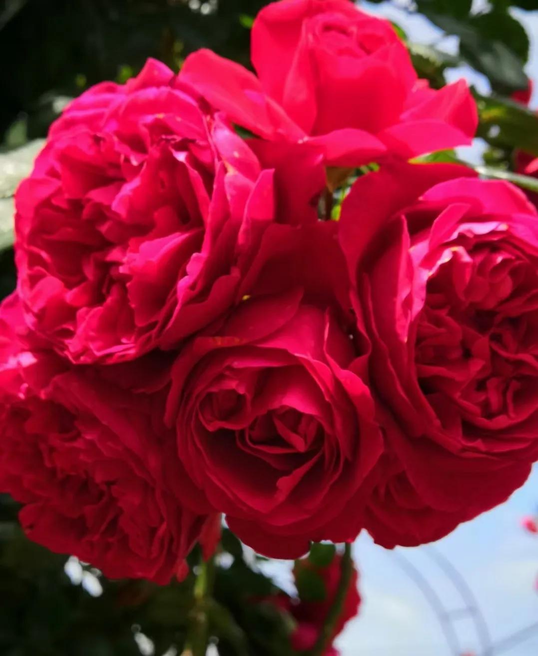 五月，此地谷幽芳菲盛