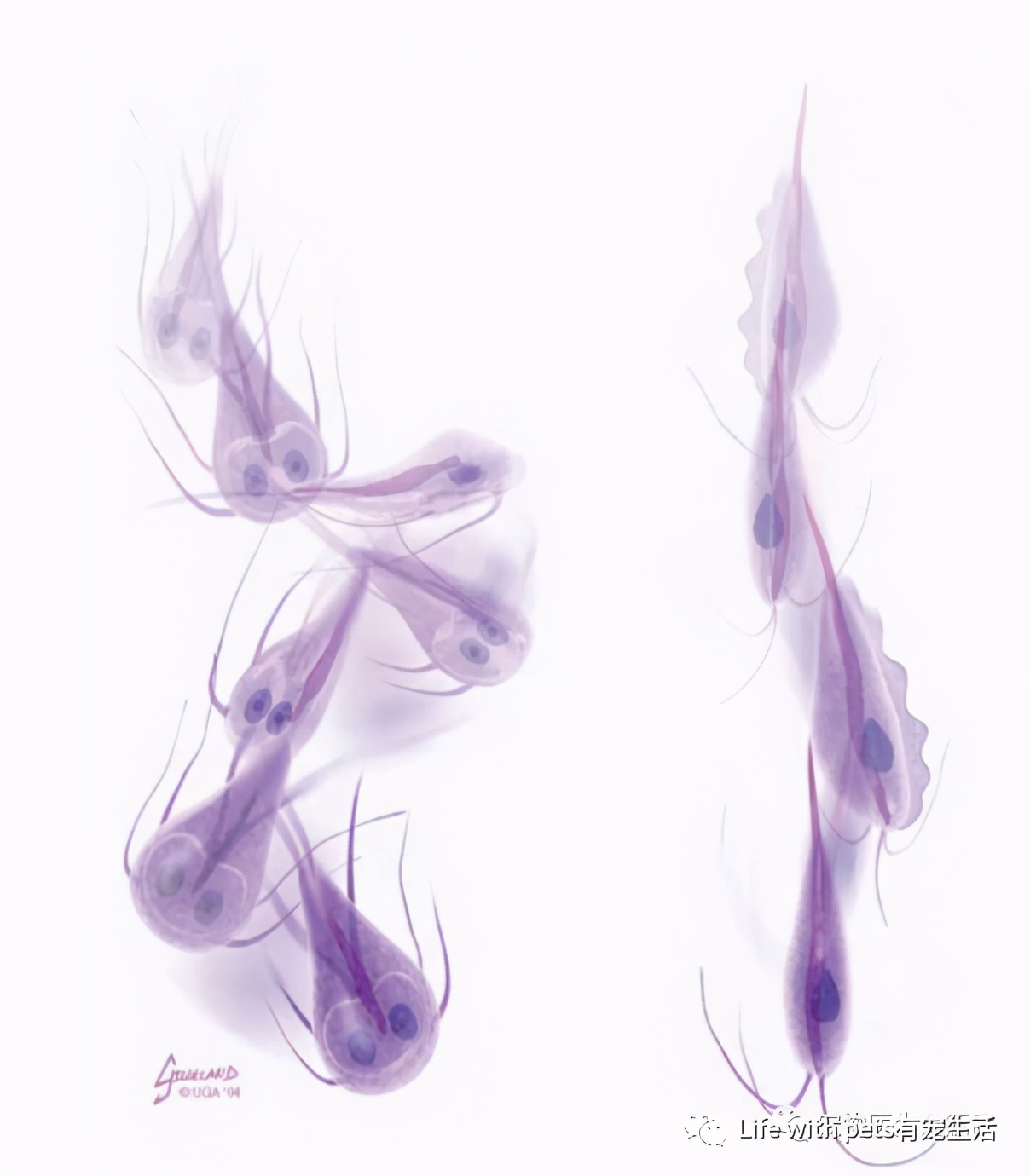 猫咪拉屎科普,猫咪屁屁的知识