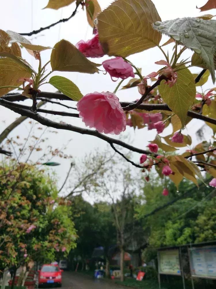 樱花雨飞儿乐队,樱花雨落