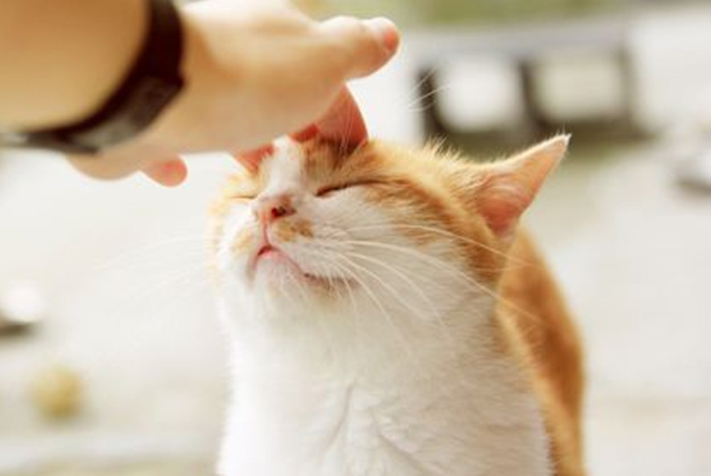 被猫咪抓伤用肥皂水洗可以吗,被家猫抓伤需要用肥皂水洗吗