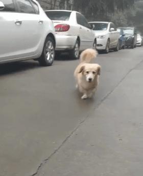 柯基和柯基生出的宝宝长得像吗,来看看柯基强大的基因