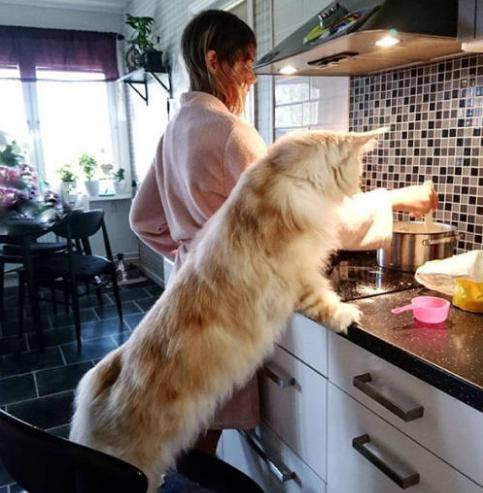 原来缅因猫的温柔是会传染的,为什么有些缅因猫很凶