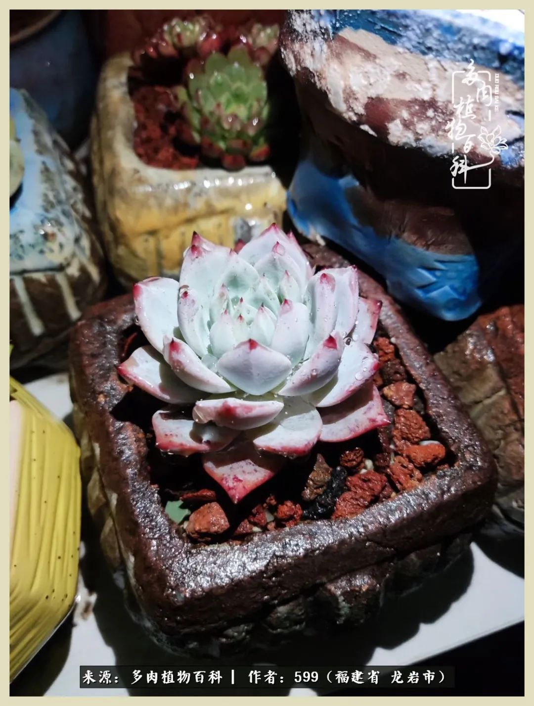 所有的热爱都不遗余力,所有的忙碌都是因为热爱