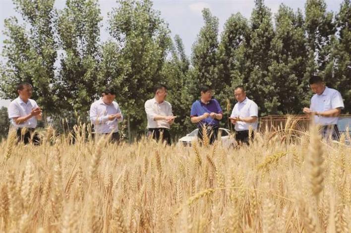 ​王因街道乡村振兴服务队：为群众谋幸福为乡村谋发展