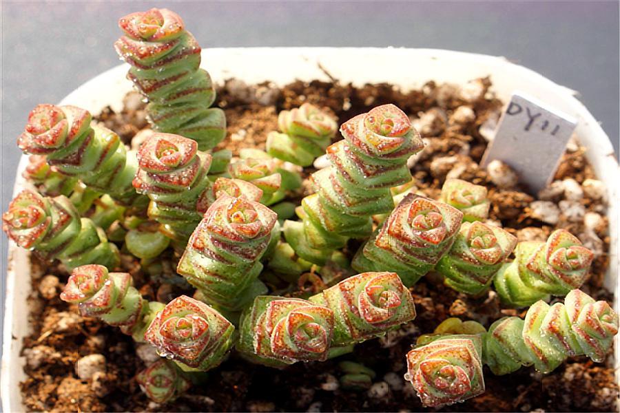 多肉钱串怎么养成老桩,钱串多肉老桩