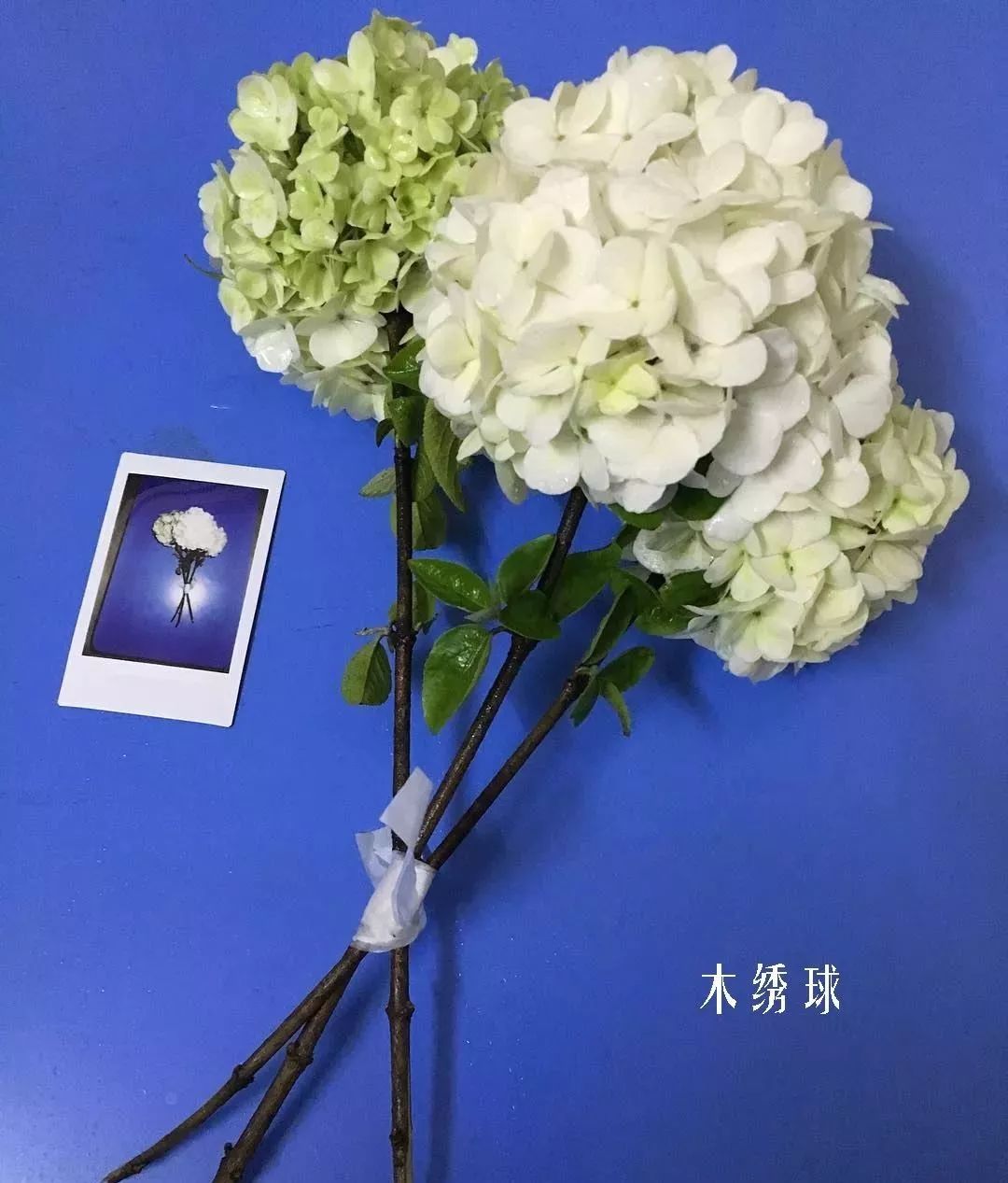 鲜花店常见花材品种大全,花店里同款的两种不同价格的花材