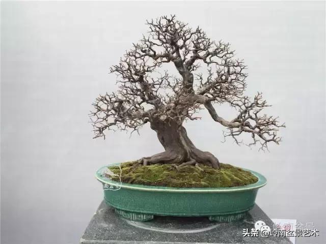 大树型雀梅造型,雀梅盆景怎么养才能爆盆