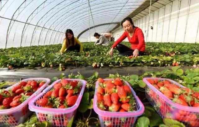 农村最吃香小生意,在农村现在做什么小生意有前景