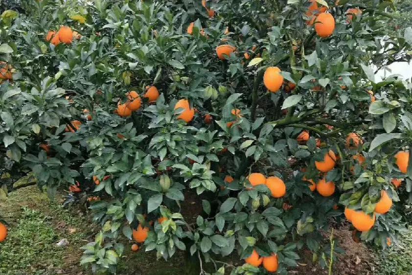 哪个地方出产的橙子最好吃,现在哪里的橙子最好吃