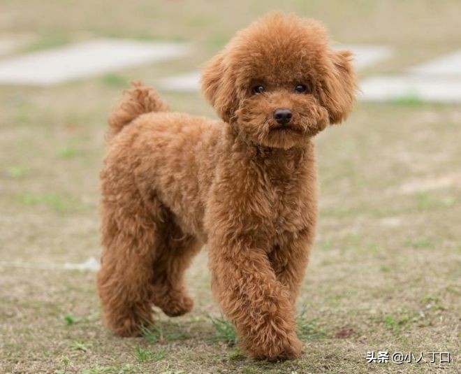 科普30种比较出名的宠物狗,公认最好养的十种宠物狗