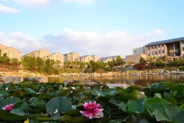 山东省高考志愿填报96个专业,山东高考志愿10万名