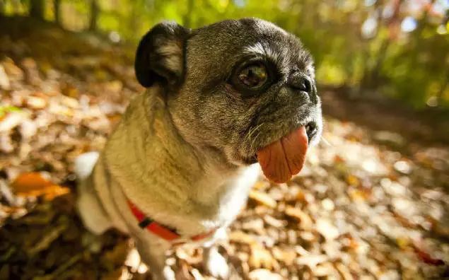 45只名犬排行,45种名犬您都认识吗