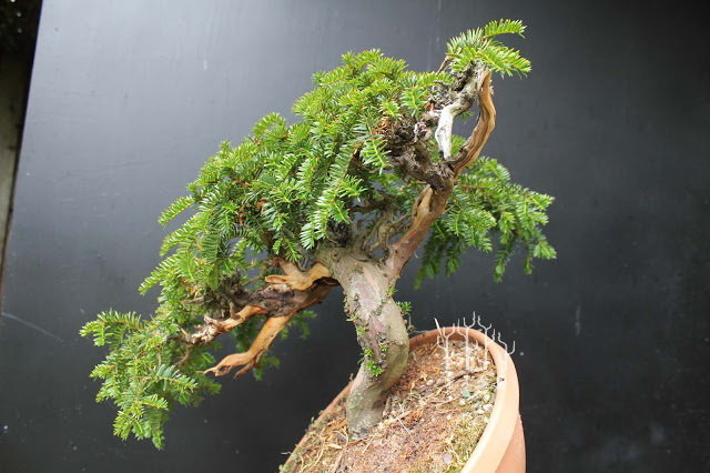 盆景改变造型,红豆杉老桩盆景造型