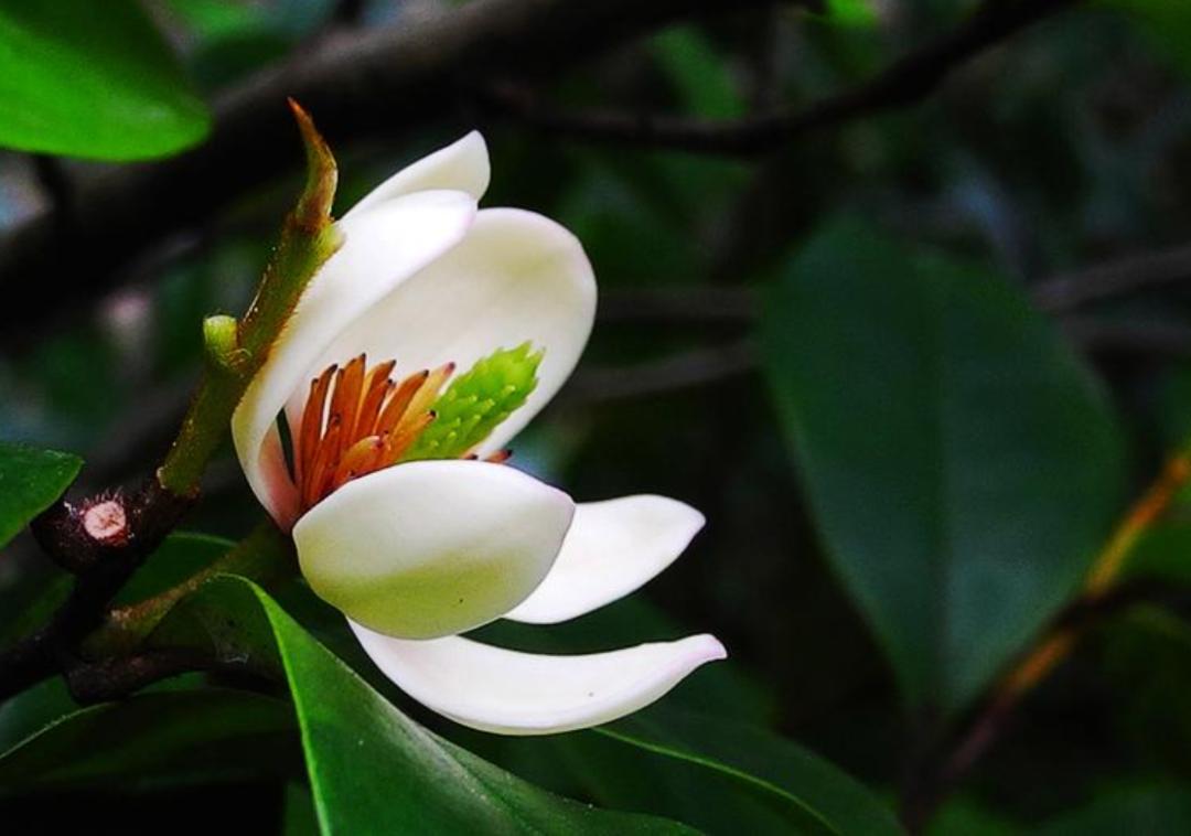 「原创诗词」管恩锋|莫言千载苍颜老也有风姿也有情(诗词21首)
