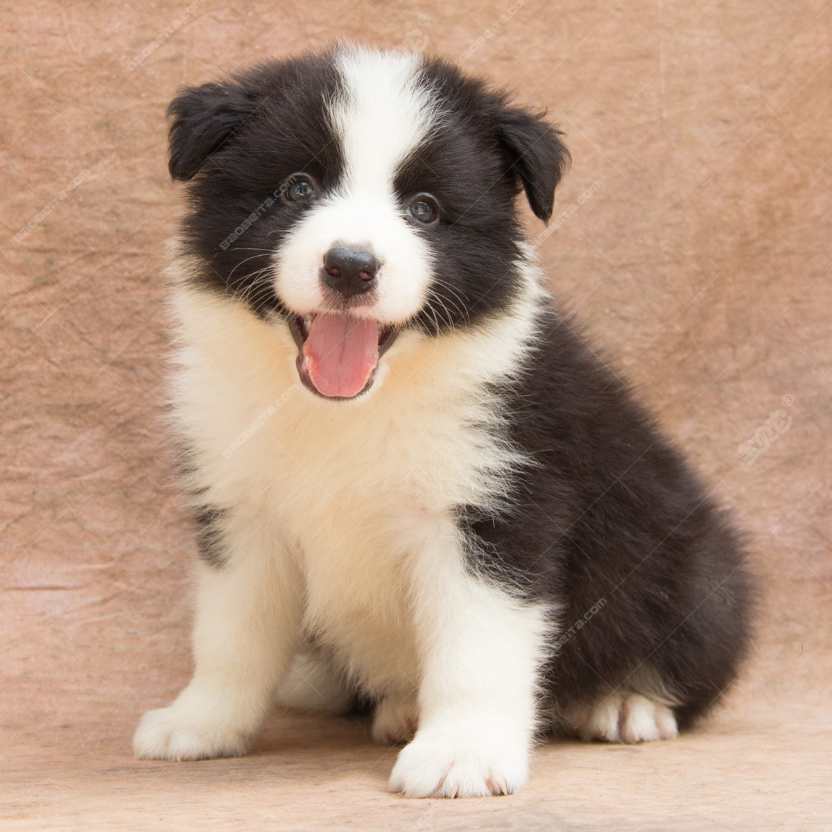 世上最漂亮的十种狗,最名贵的狗叫什么名字