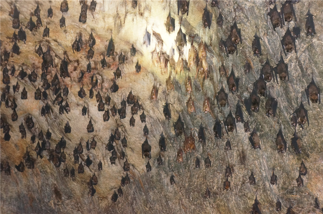 为什么蝙蝠会被称为毒王,毒王和蝙蝠谁更可怕