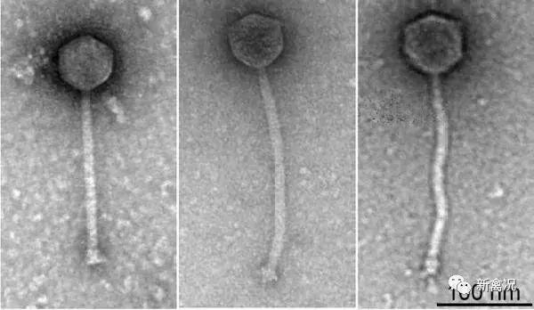 农业用噬菌体消灭细菌全过程,噬菌体的防治措施