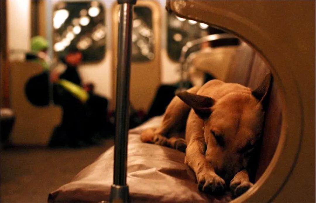 狗狗走丢了可以报警吗,狗狗走丢了会自己回来吗