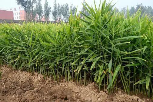 种生姜时姜平放还是姜芽倒放,姜芽种植时姜芽朝上还是朝下