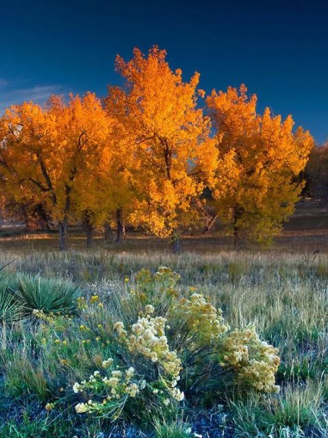 「诗词鉴赏」元曲中的秋天，另一番美丽