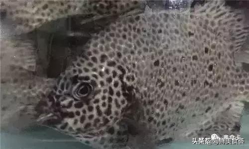 深圳常见的海鱼有哪些,新鲜海鱼有点小贵