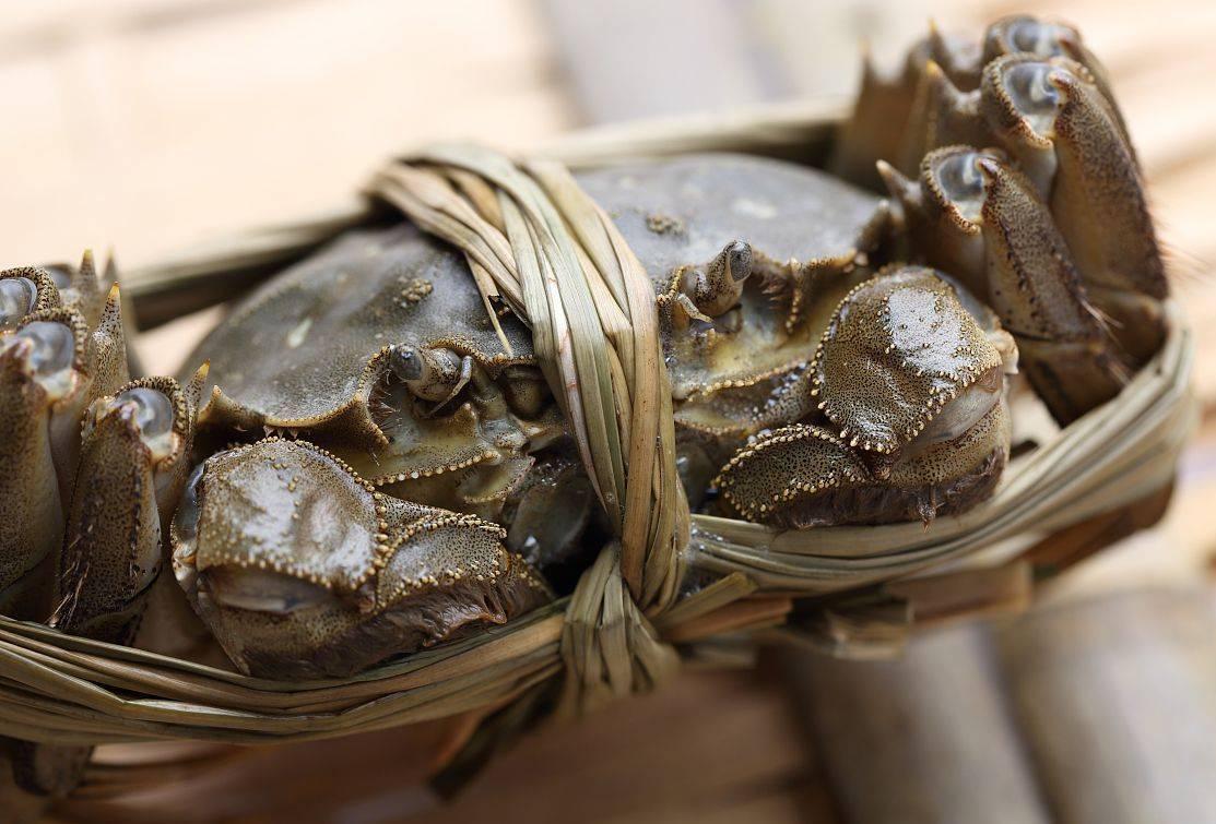 螃蟹怎么挑选黄满膏肥海蟹,怎么挑螃蟹才是肥的呢
