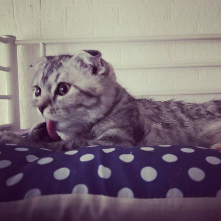 一岁多的猫得了猫瘟能治好吗,一岁的猫猫瘟可以治好么