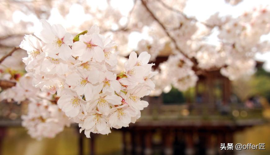东京大学:日本的“清华北大”