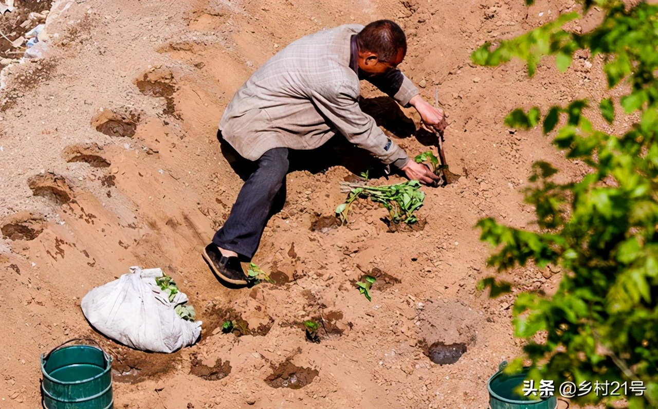 沙土地抗旱种植红薯,沙土地种红薯没水可以吗