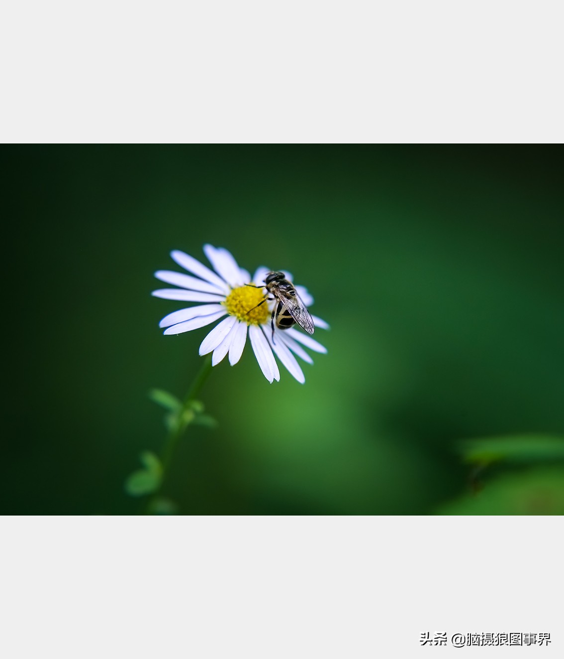 佳能rf24105f4和ef24105f4二代,佳能24105银圈镜头虚化效果