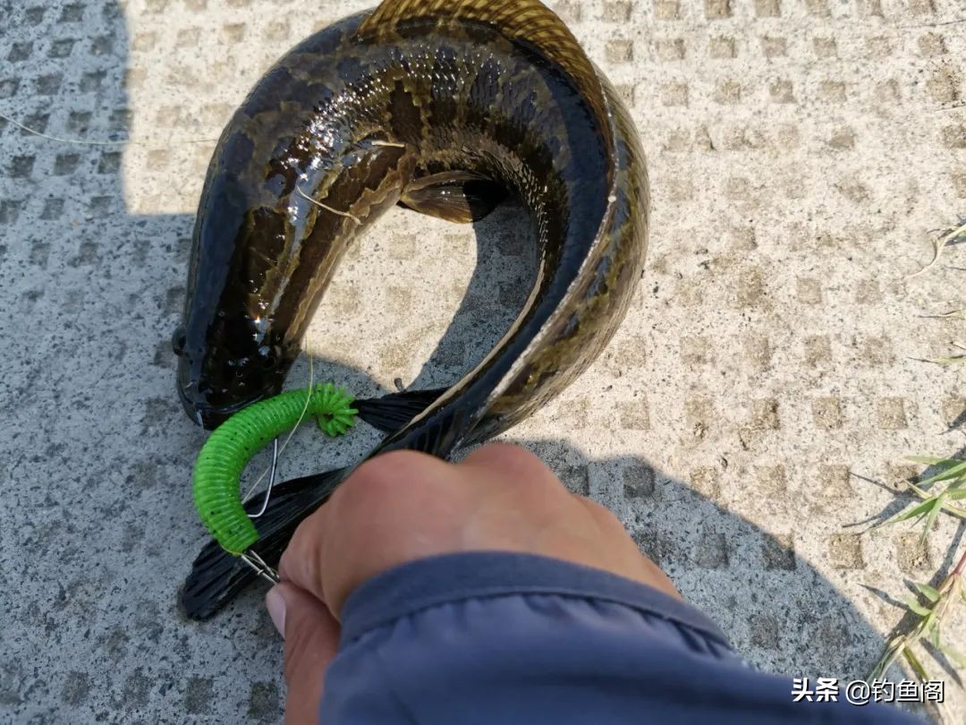 路亚黑鱼如何寻找钓点,黑鱼只追不咬怎么回事