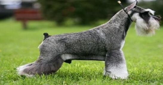 雪纳瑞基本养法,雪纳瑞正确的喂养方法