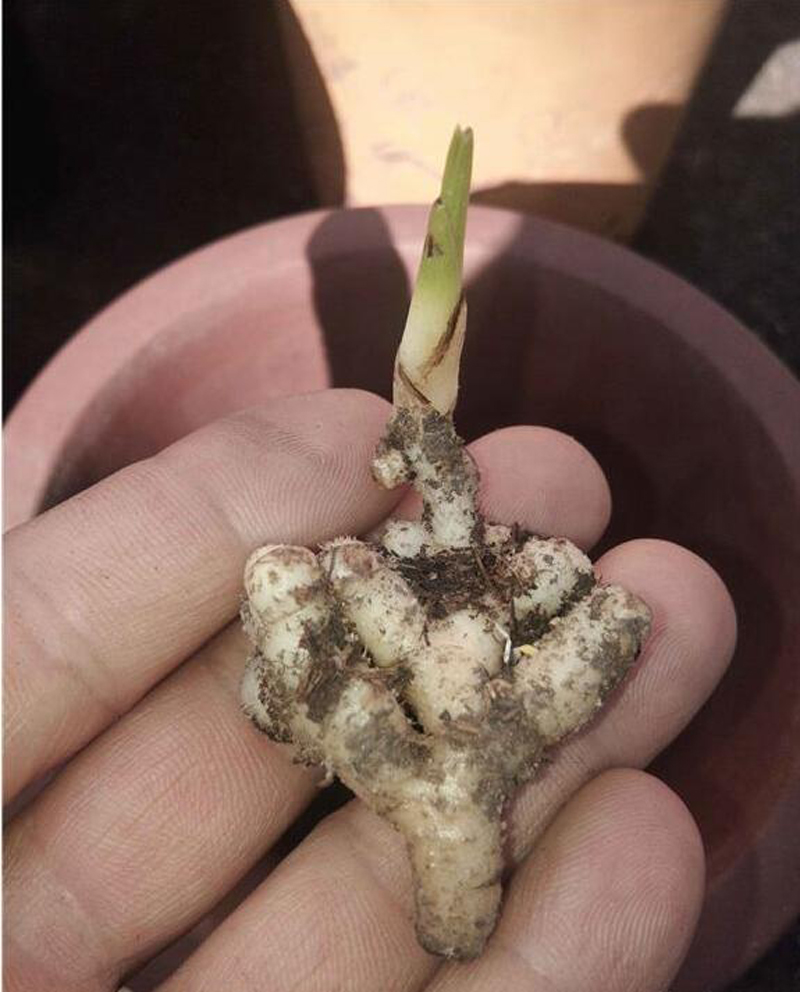 兰花老苗死了新苗活的,几十万一株兰花