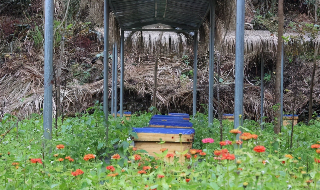 野蛮分蜂和强制分蜂,同场分蜂怎样操作避免回蜂