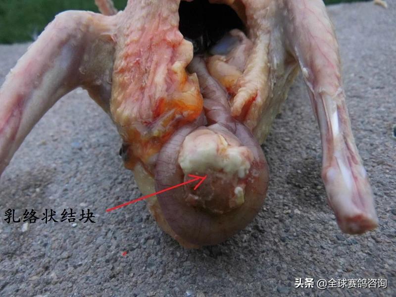 幼鸽肚脐没收好怎么办,幼鸽出壳后脐带怎么处理