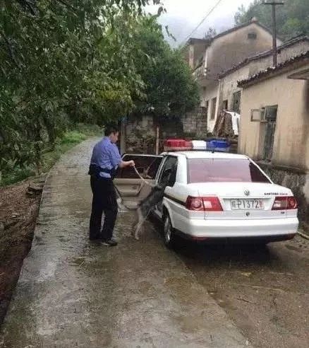 哈士奇跑进派出所,终于知道哈士奇拆家