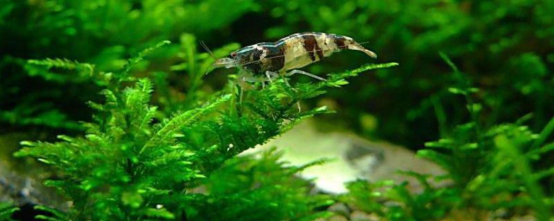 观赏虾怎么养才不死,养观赏虾的方法和技巧