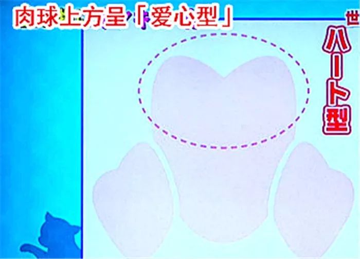 猫咪肉垫看性格,怎么从猫咪的肉垫判断猫咪的性格