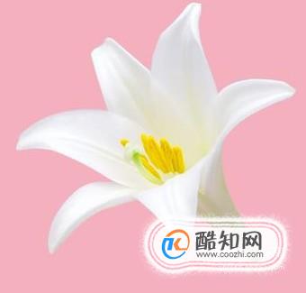 ps0基础教程自学网免费,ps0基础教程新手入门