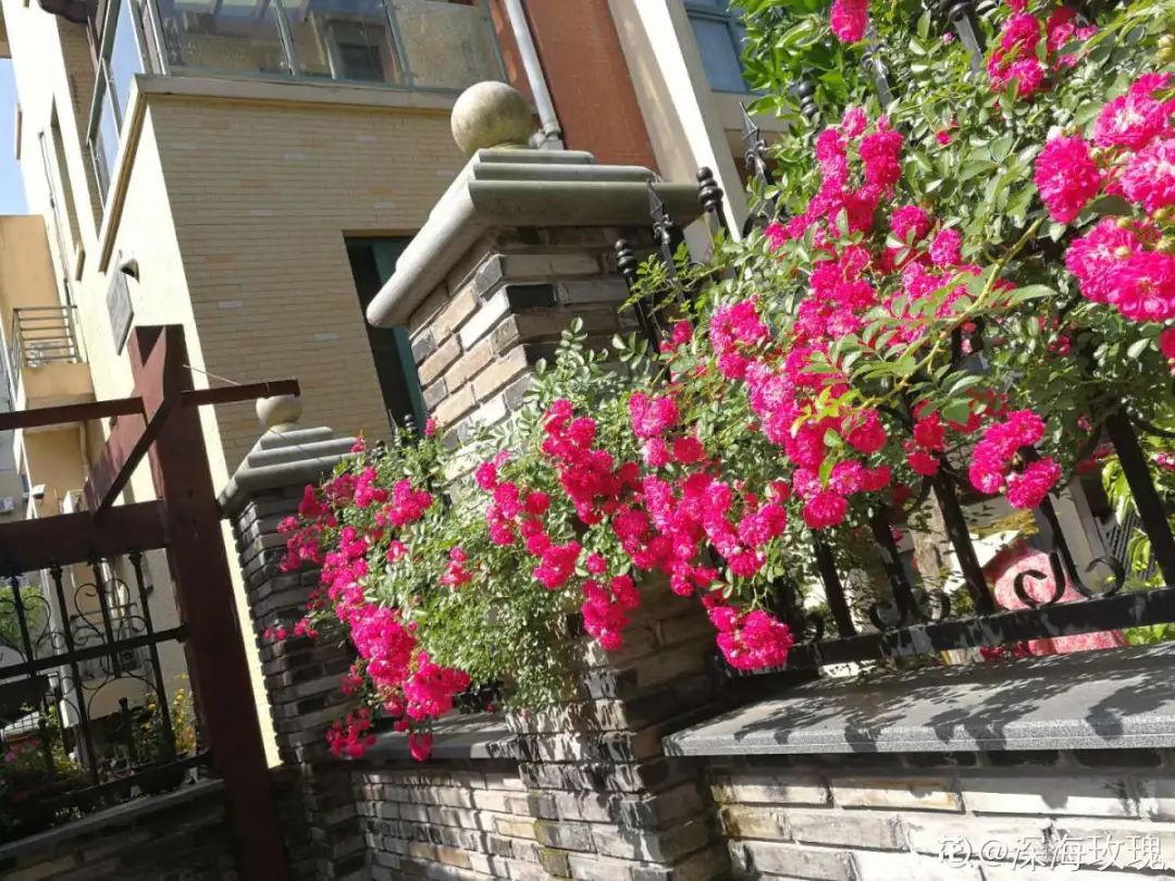 春天开的花有哪些常见又漂亮,十大名花在春天开的有哪些