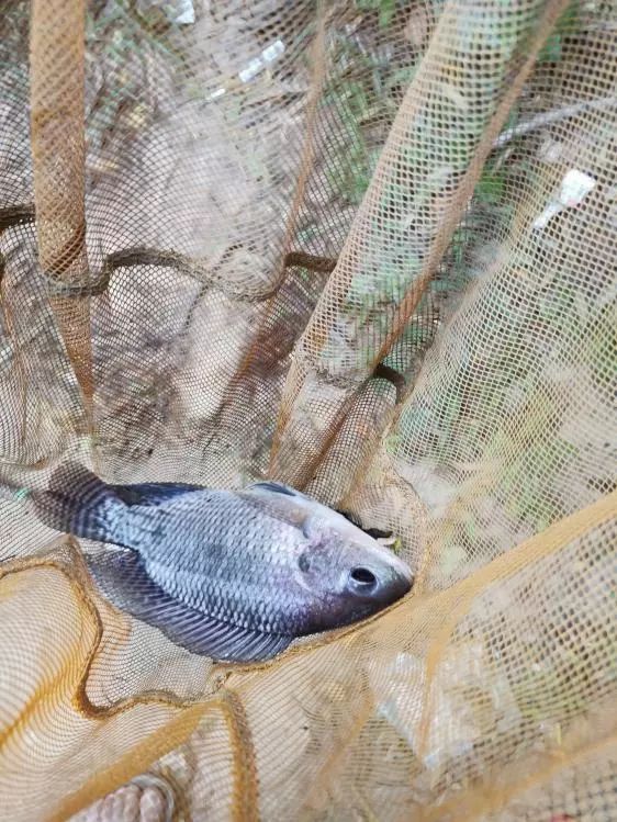 本汀天狐斩月刀裸棍版什么样,本汀裸棍好用吗