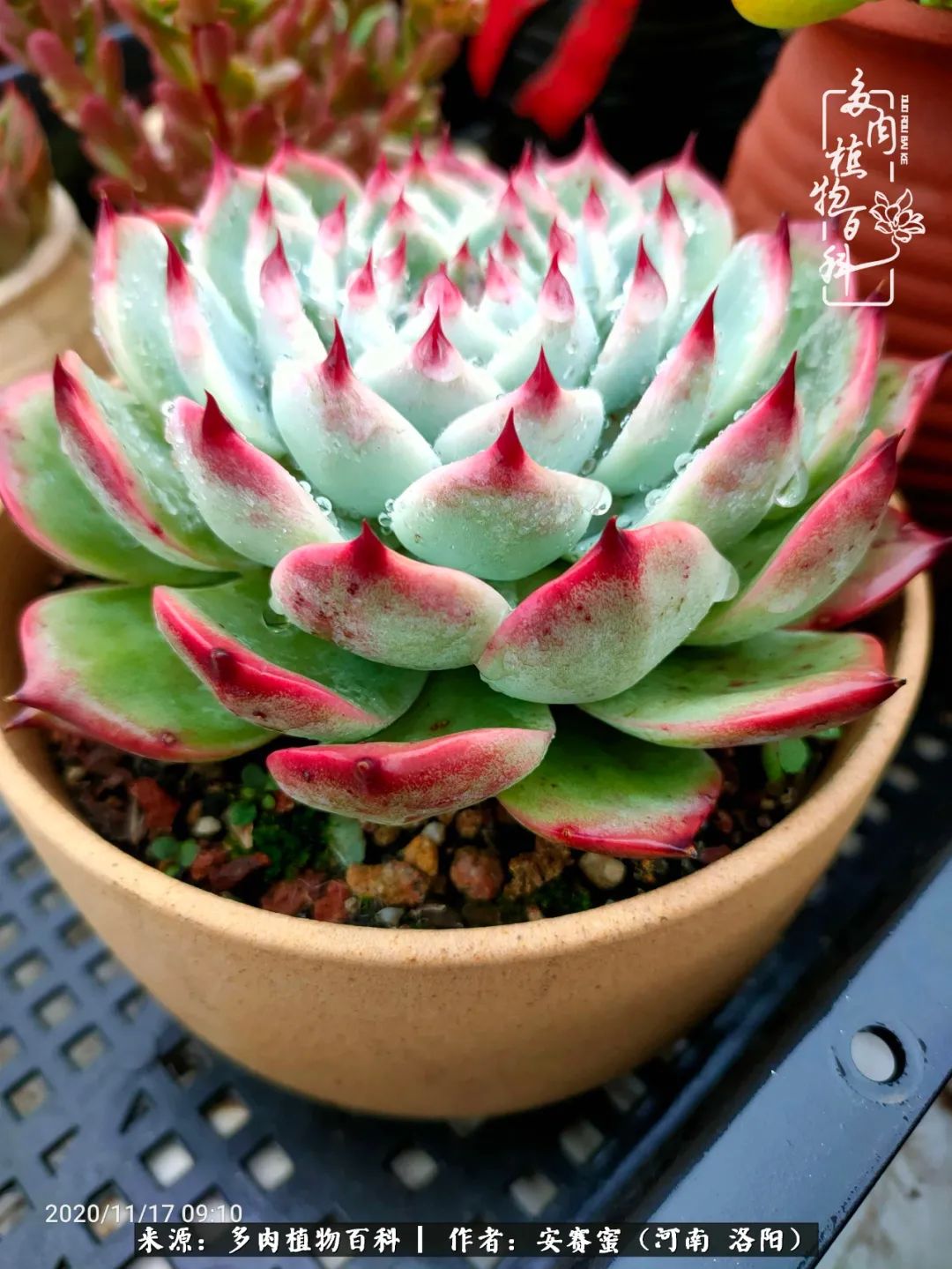 现在是多肉最美的季节,多肉最美的季节来啦