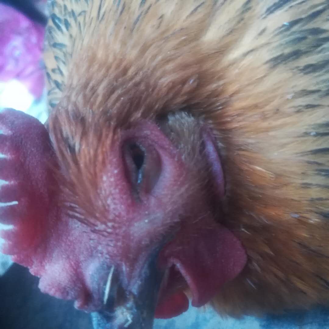 鸡眼是什么原因造成的怎么治,鸡眼详细原因