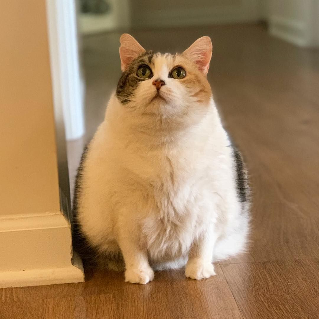 猫减肥的最佳方法,给猫减肥为啥越减越肥