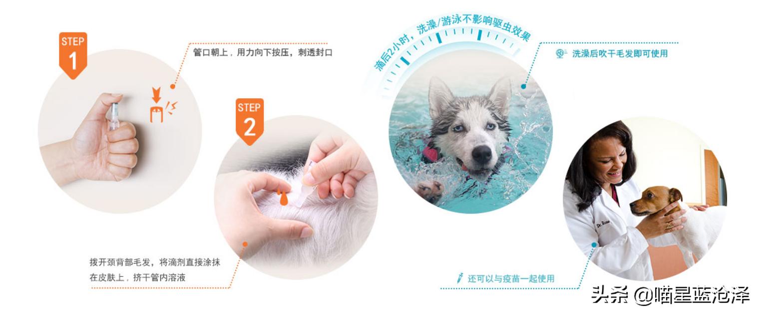 幼猫养护知识大全,幼猫驱虫的注意事项