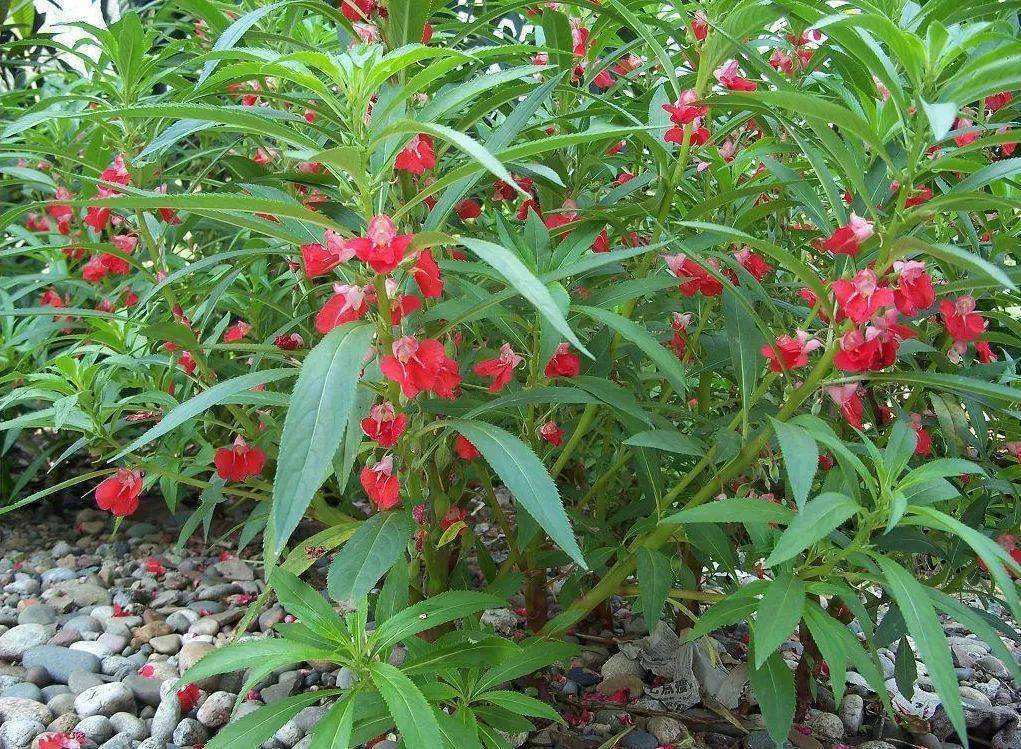 凤仙花怎么种最好,凤仙花怎么养才越来越好看