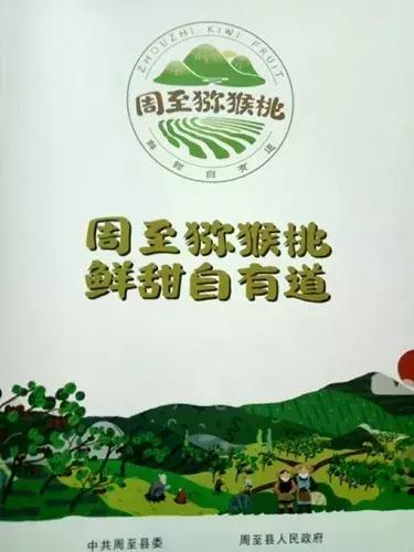 眉县和周至猕猴桃哪个更出名,眉县和周至哪里的猕猴桃更好吃